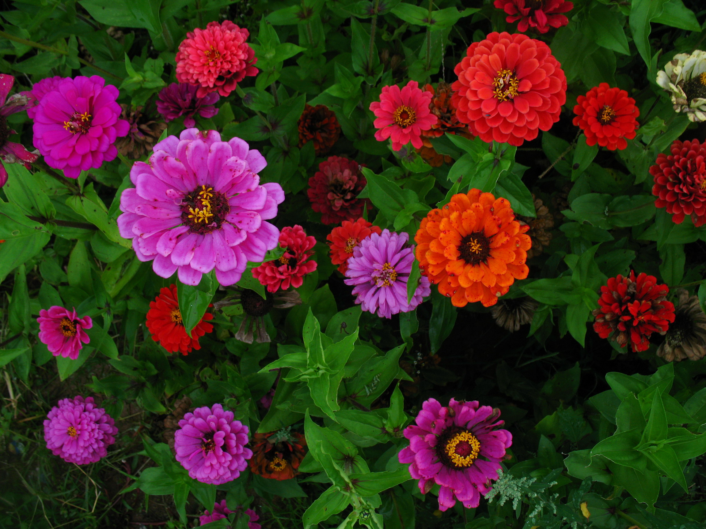 Culture de zinnia: variétés et photos de fleurs