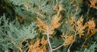 Thuja ציטוספורוזיס