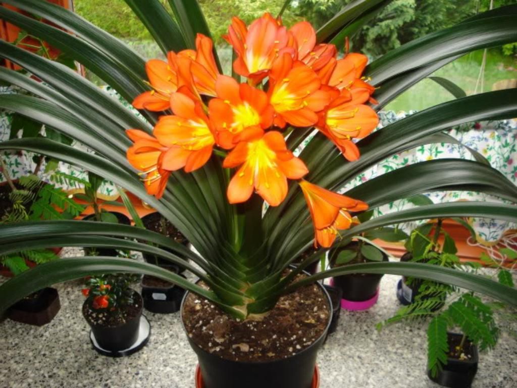 Clivia-hoito kotona: miksi se ei kukki?