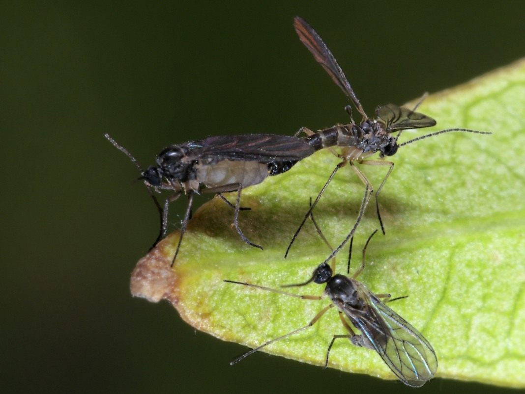 Como se livrar dos mosquitos que vivem em vasos de flores?