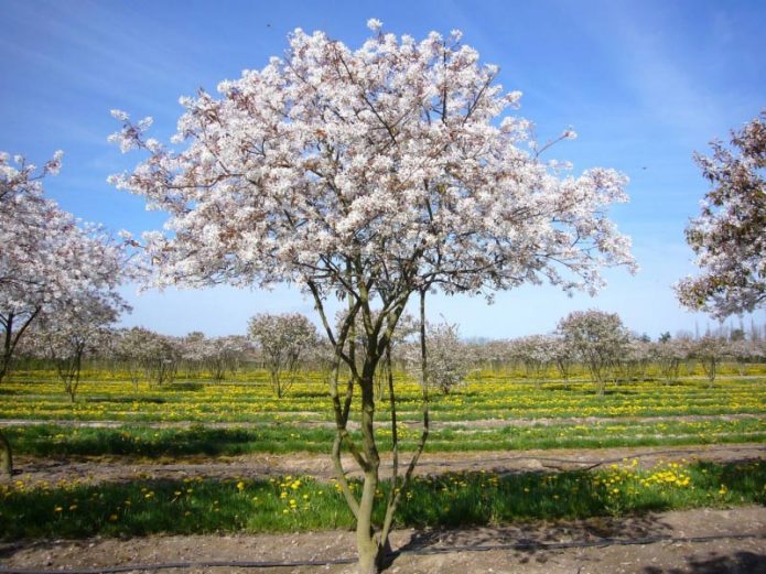 Varietà di Irga in fiore Lamarca