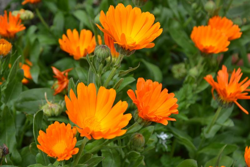 Calendula - medicinska egenskaper och kontraindikationer