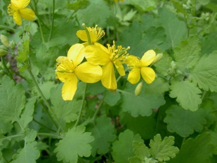 Blommande celandine