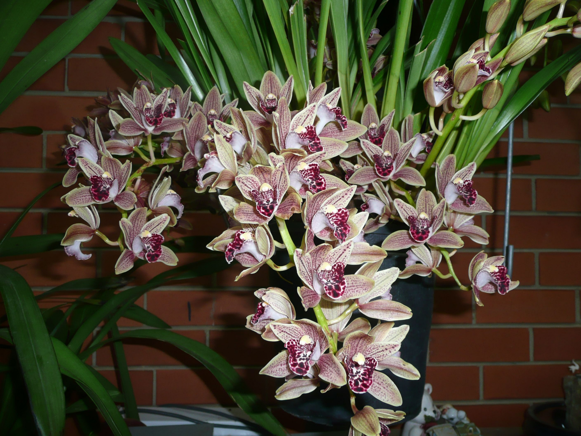 Cymbidium: ليس أقل فعالية من بساتين الفاكهة المعتادة