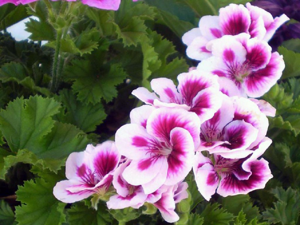 Kuninkaallisen pelargoniumin kotihoito, valokuva