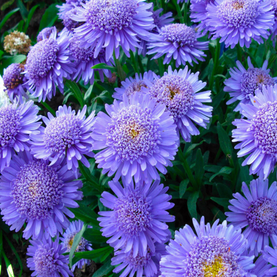 Aster abadi: jenis aster alpine, ciri penanaman dan penjagaan