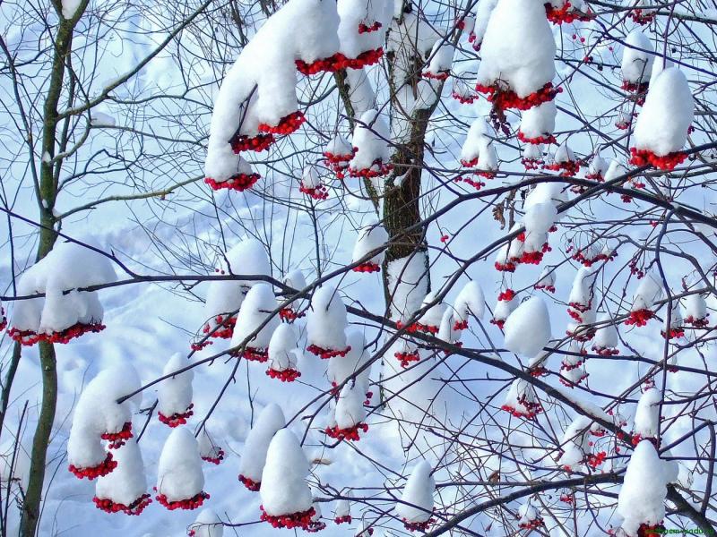 Dezembro no jardim, sorveira na neve