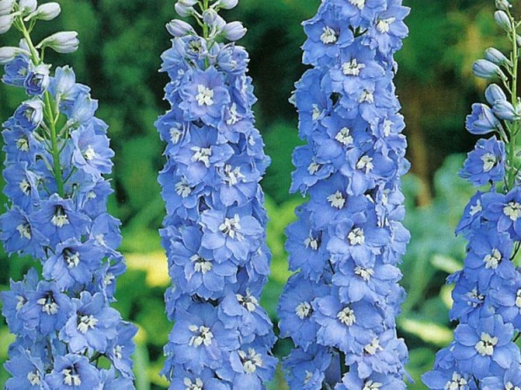 Dyrker et delphinium fra frø hjemme