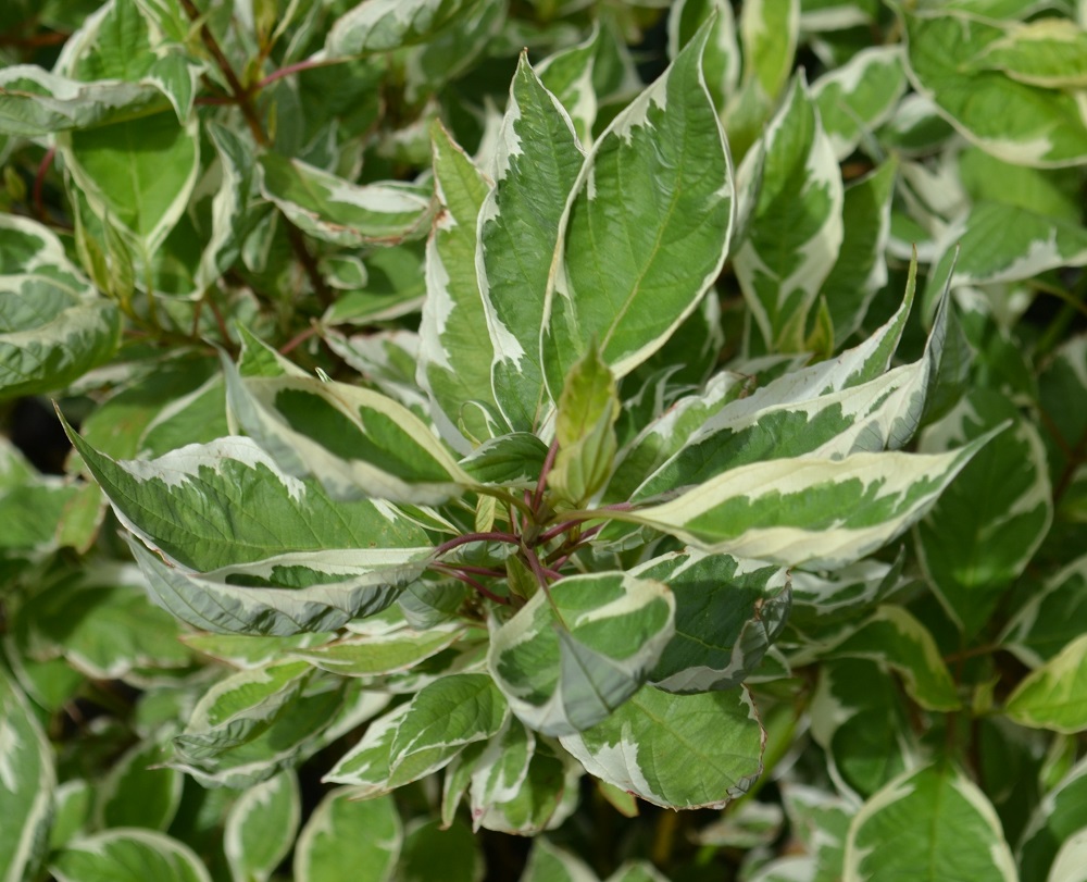 Pflanzen und Pflegen von buntem Hartriegel im Garten