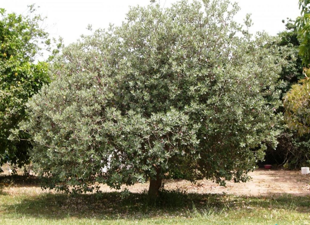 Feijoa koks