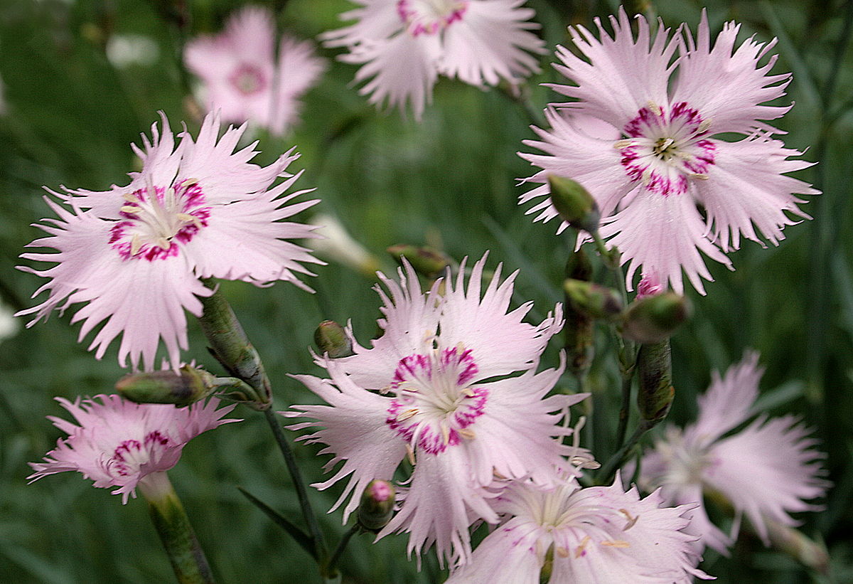 Anjer: beschrijving van de plant en foto van bloemen