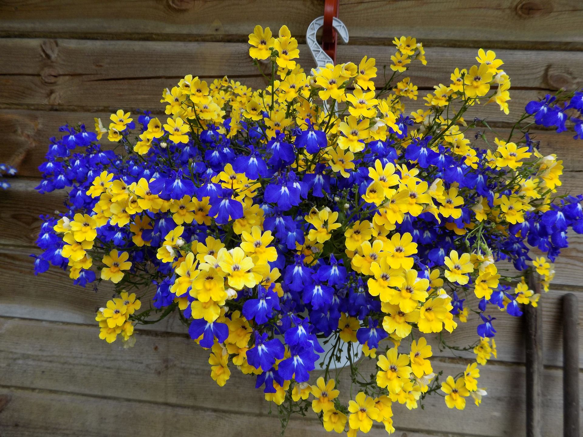 Flores Ampel para colocação em vasos e seus nomes