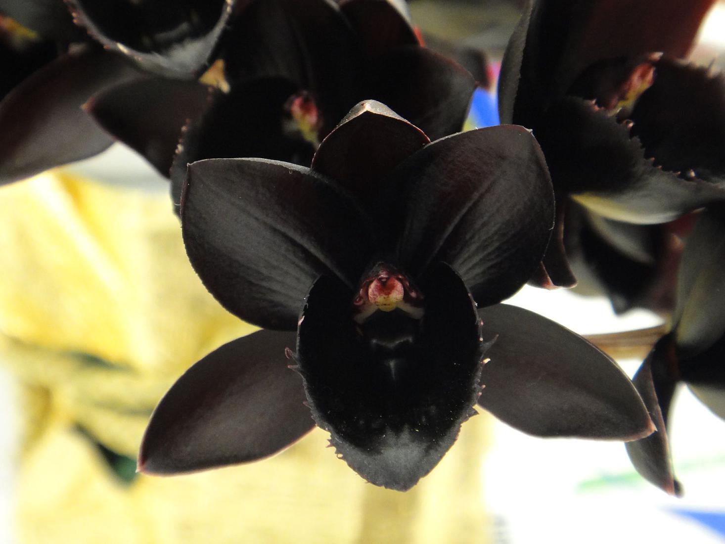 Phalaenopsis - eine schwarze Orchideenblume, wie sie auf dem Foto aussieht