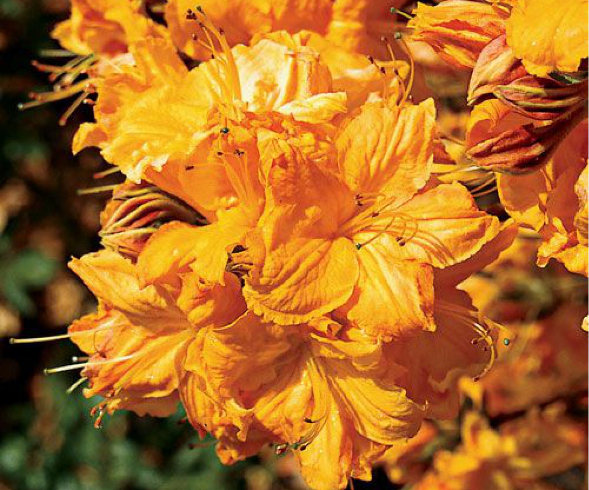 Flor de azalea de interior: cultivo y cuidado en casa.