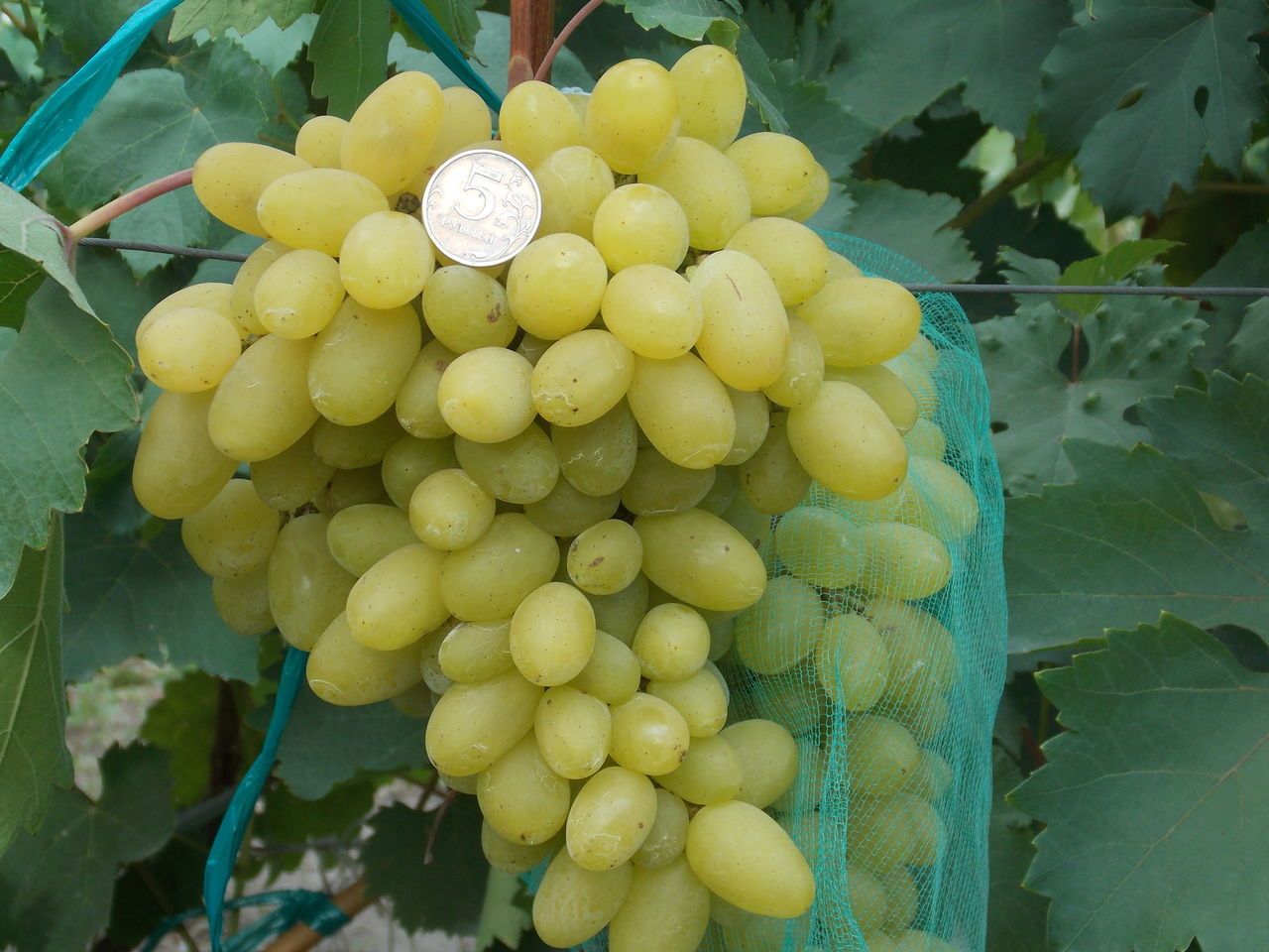 Galahad is a modern sustainable Russian grape variety