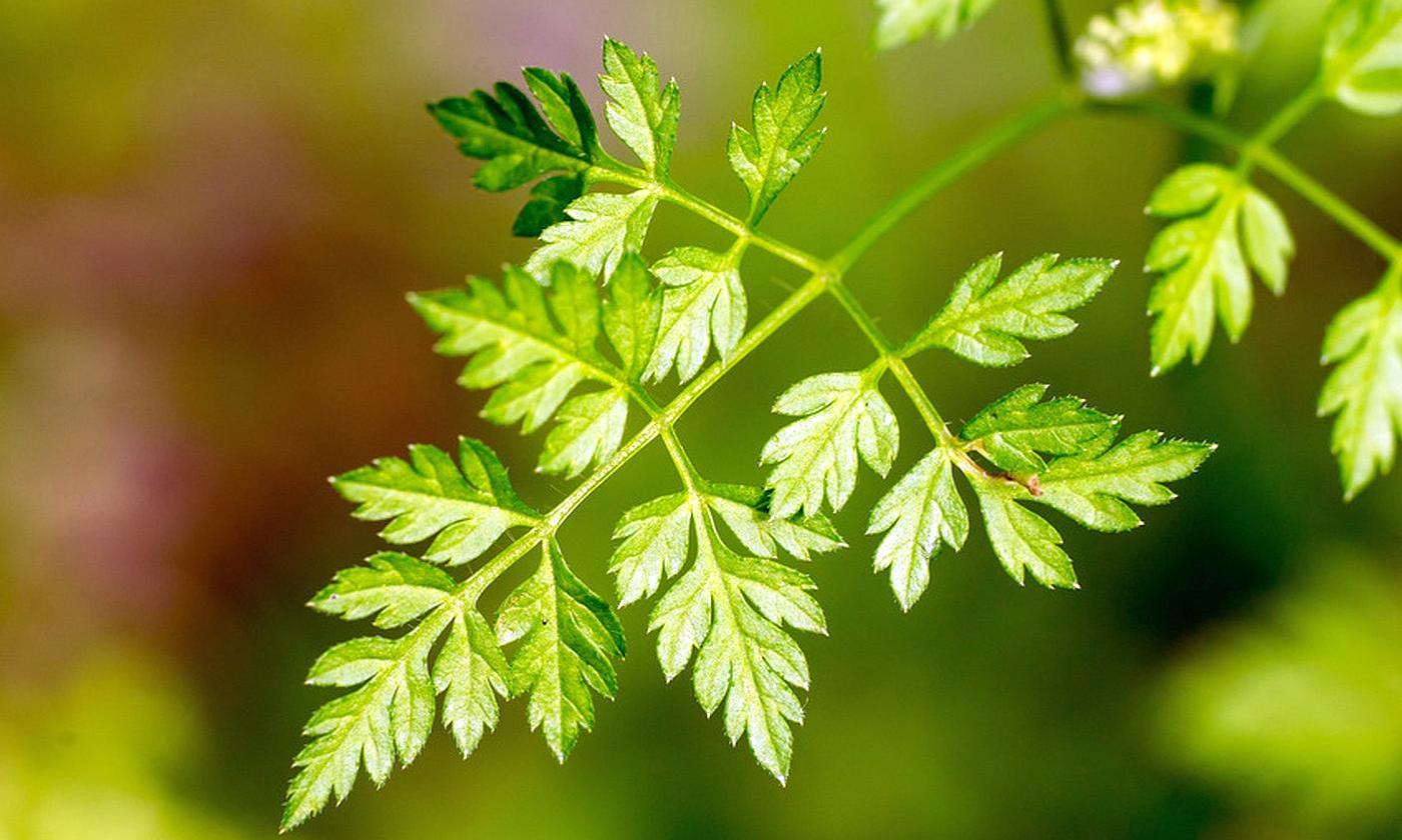 O que é cerefólio: regras para o cultivo desta planta a partir de sementes