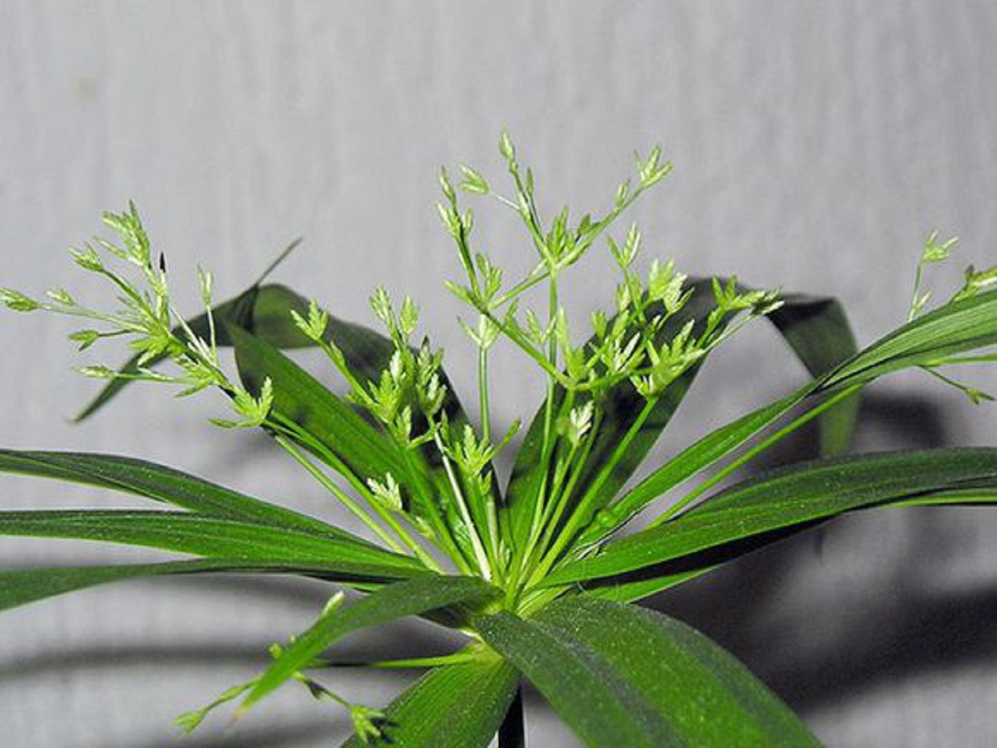 Care and reproduction of cyperus at home