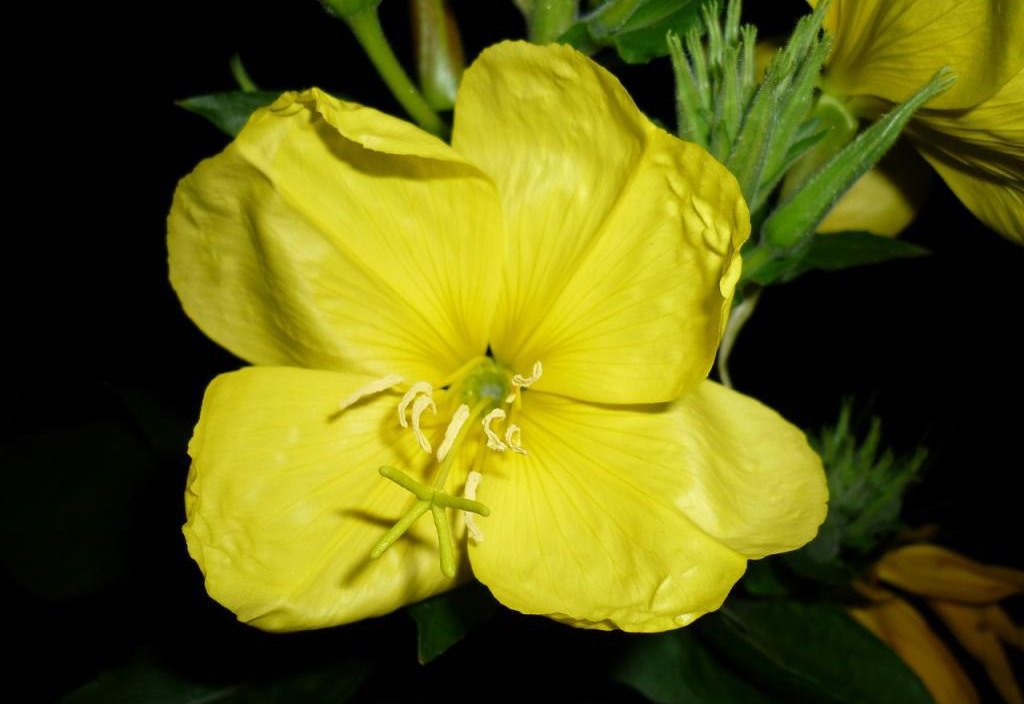 Plantando e cuidando de prímula perene, foto de flores