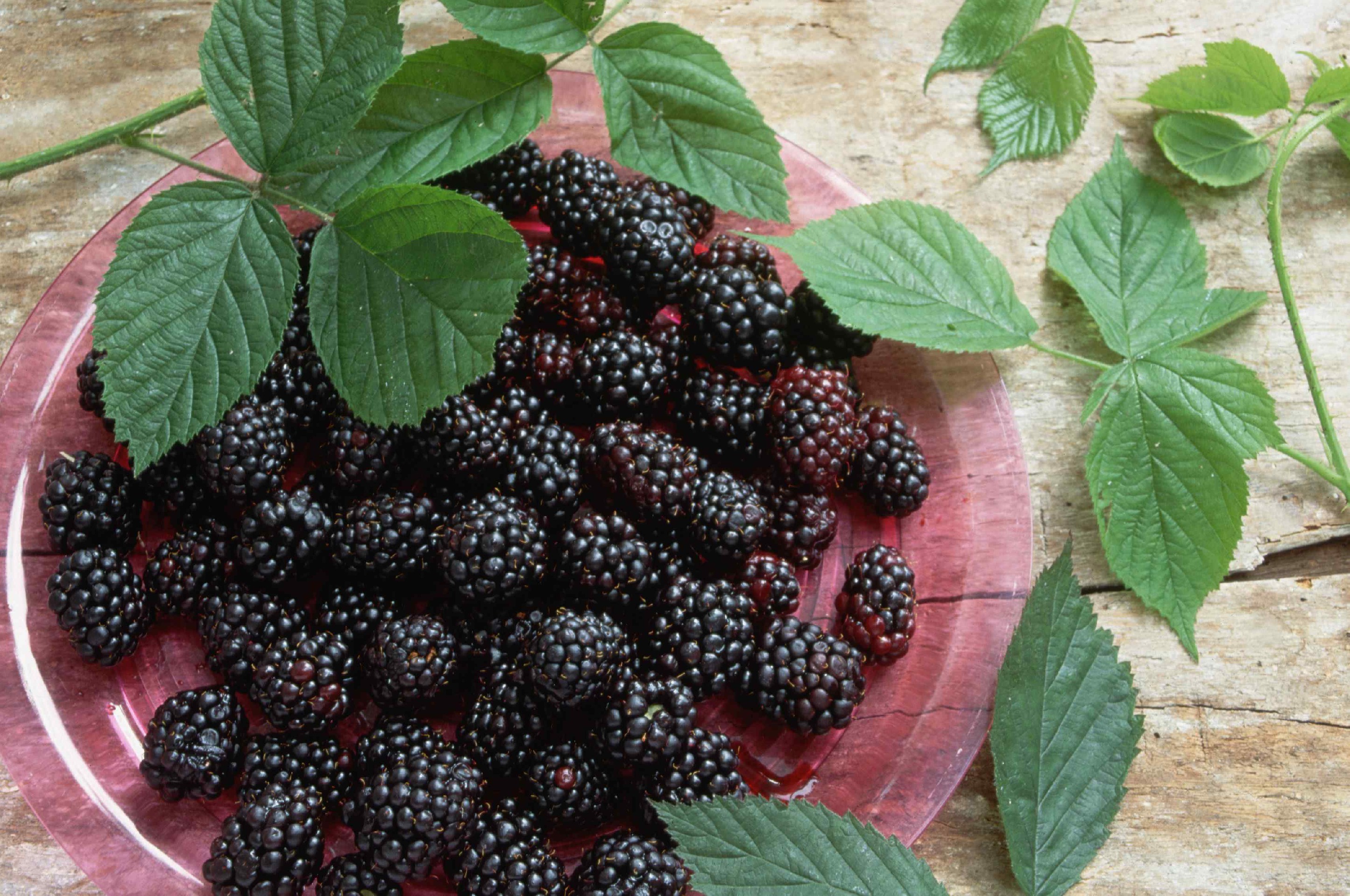 Alle Regeln für den Anbau von Brombeeren: Wir pflanzen, formen, vermehren und behandeln Schädlinge