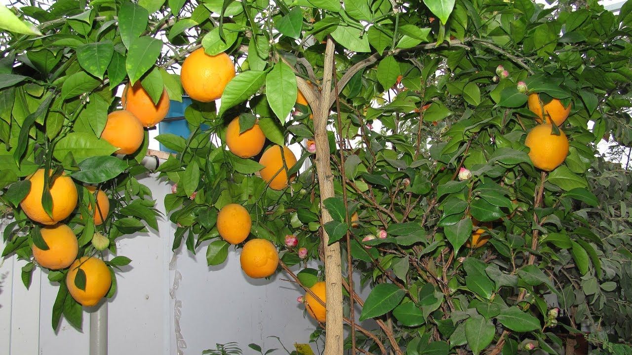 Nós cultivamos laranjas em casa e ao ar livre