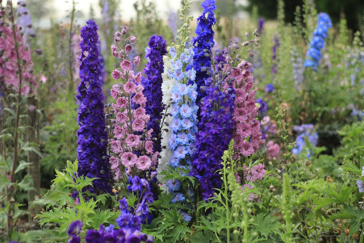 Overblijvend delphinium: planten en verzorgen, foto van bloemen