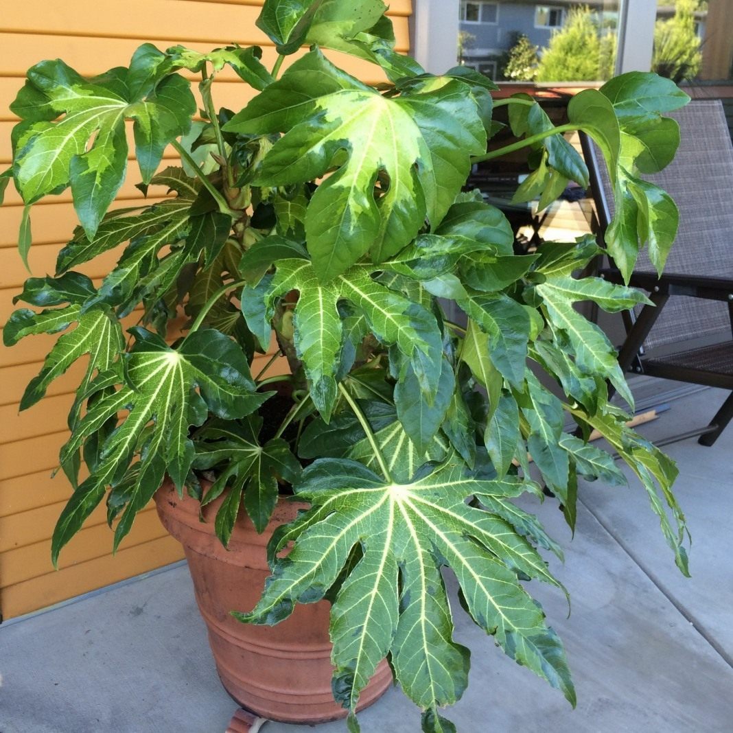 Caring for Japanese fatsia at home: varieties, photos