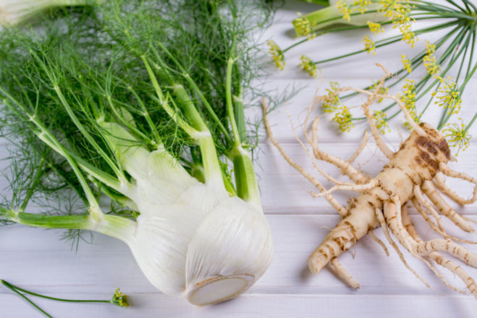 Fennel root, bombilya, tangkay at bulaklak