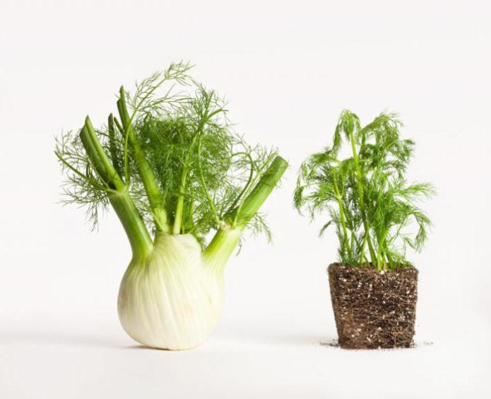 Fennel and dill