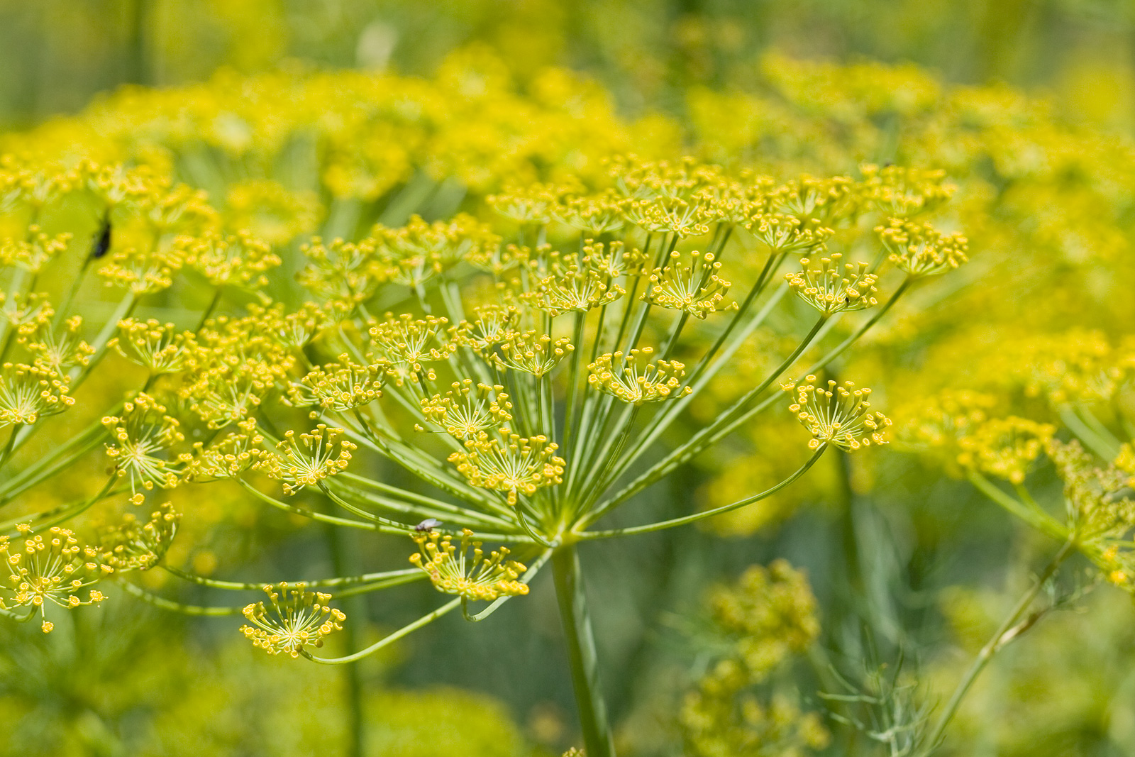 Fenchel - nützliche Eigenschaften und Kontraindikationen