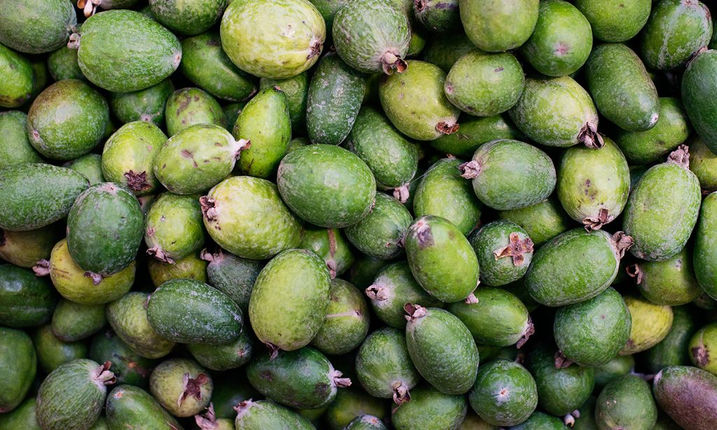 Feijoa