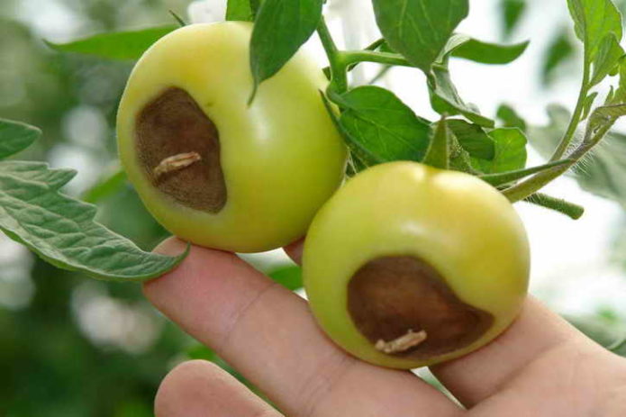 Späte Fäule auf Tomaten