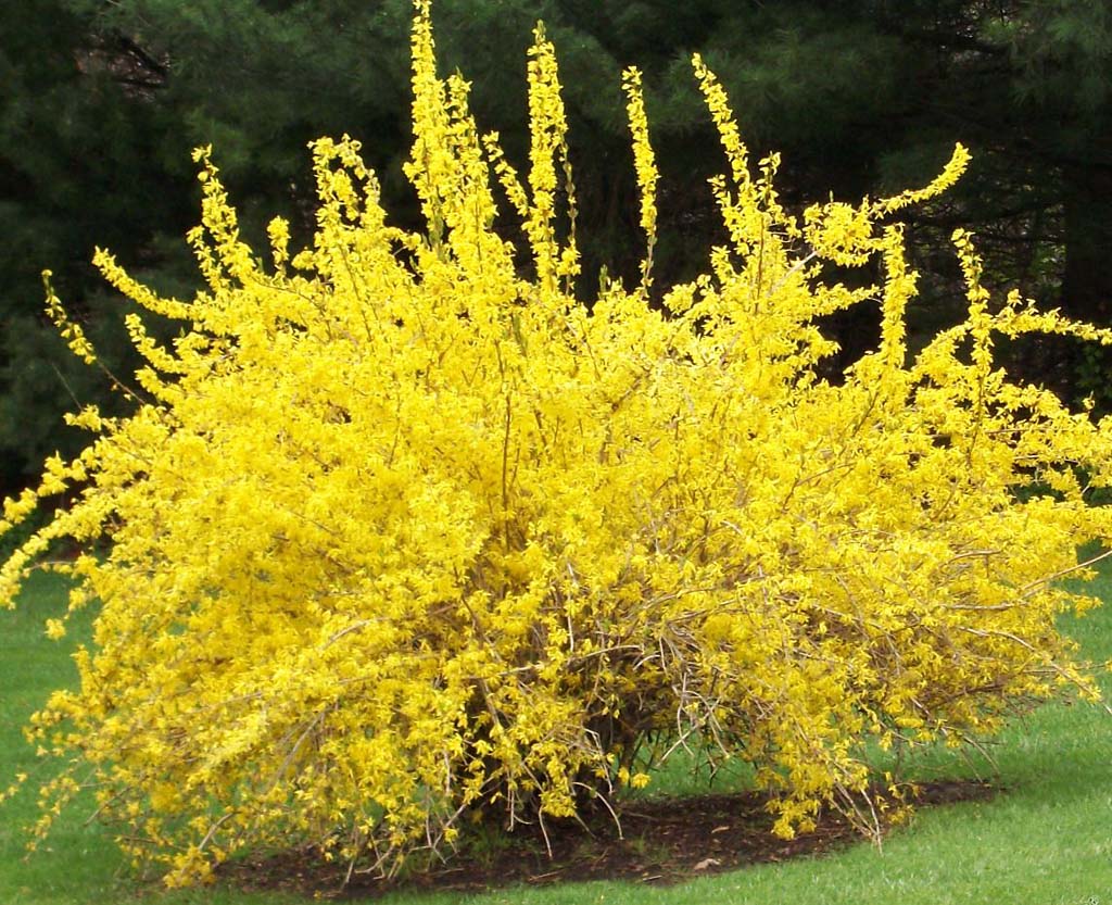 Plantando forsítia: como e por quanto tempo ela floresce, cuidando da planta