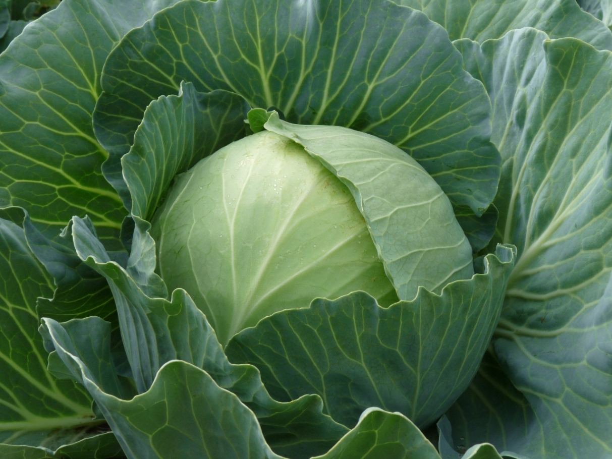 Regalo de col blanca: lo que atrae a la variedad de jardineros y cómo lograr altos rendimientos.