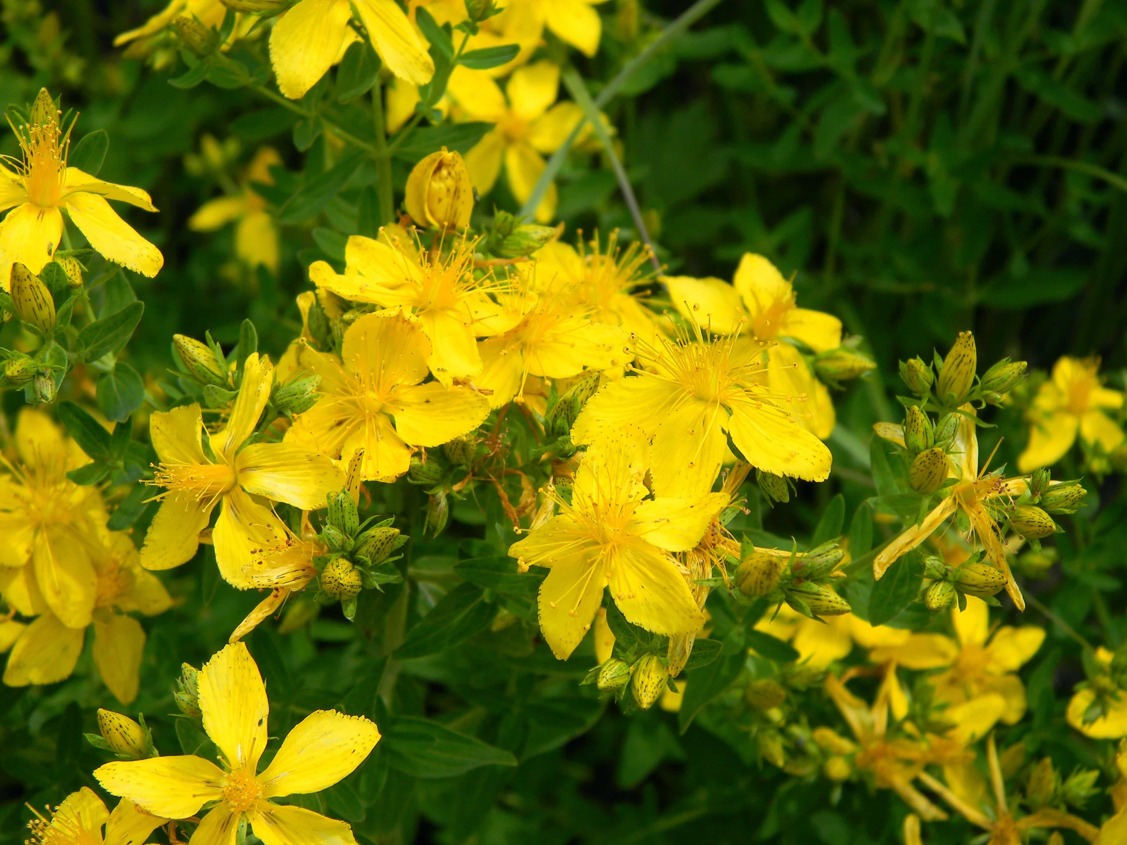 St. John's wort: sifat perubatan dan kontraindikasi untuk wanita