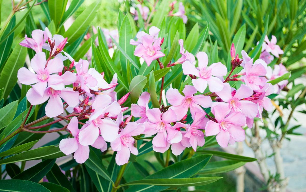 Bunga Oleander: tumbuh dan merawat di rumah, foto