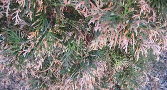 Fusarium Thuja