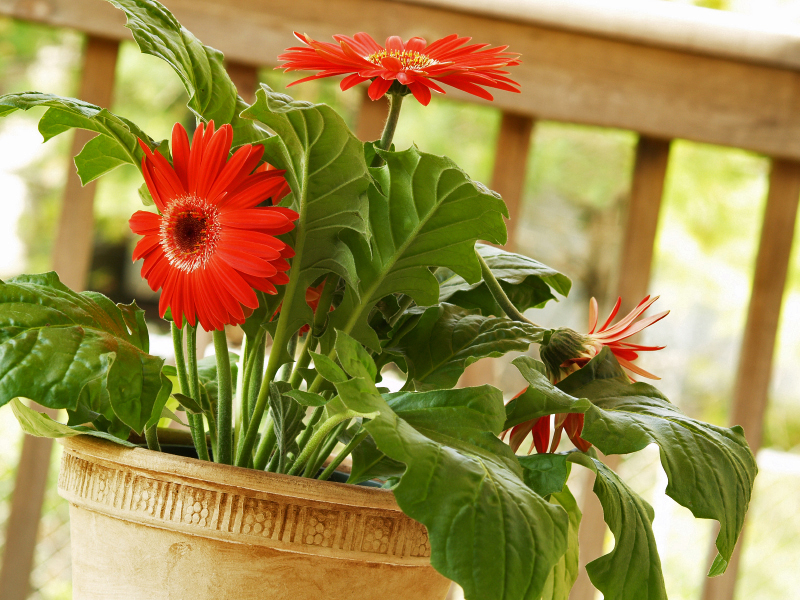 Iekštelpu gerbera, ziedu kopšana mājās