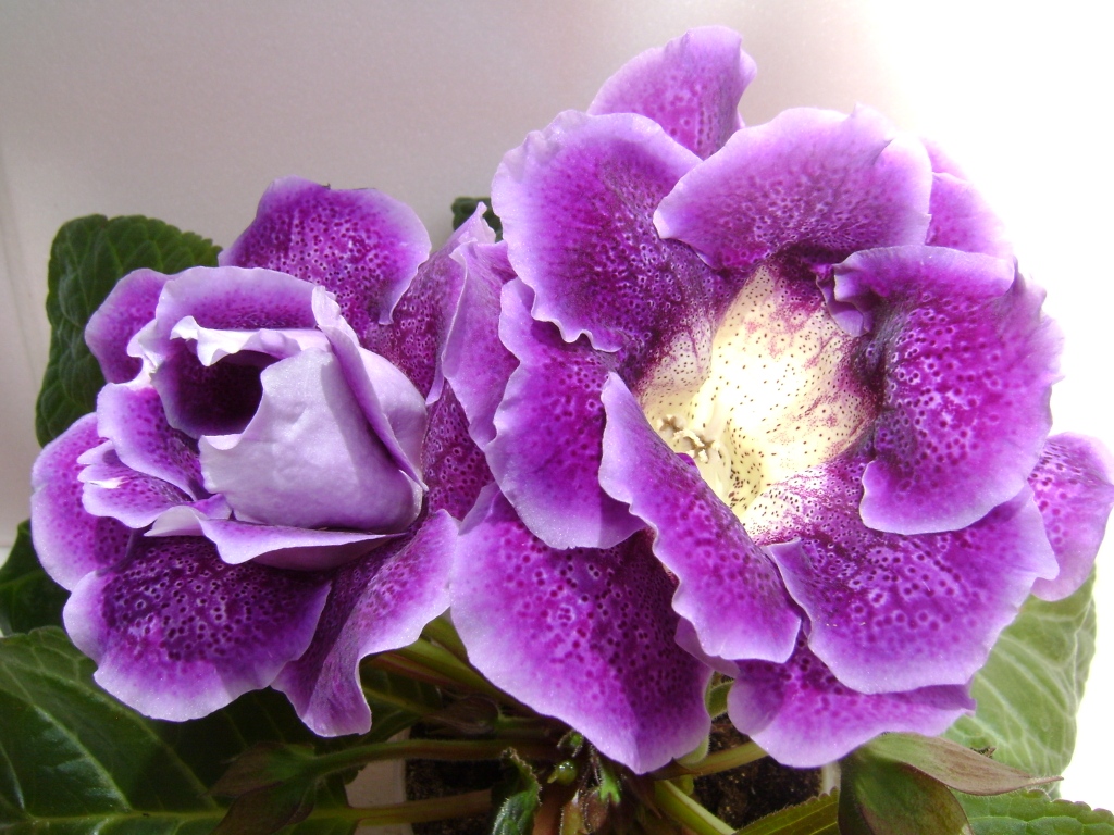 Gloxinia: الرعاية والزراعة في المنزل ، الإنجاب