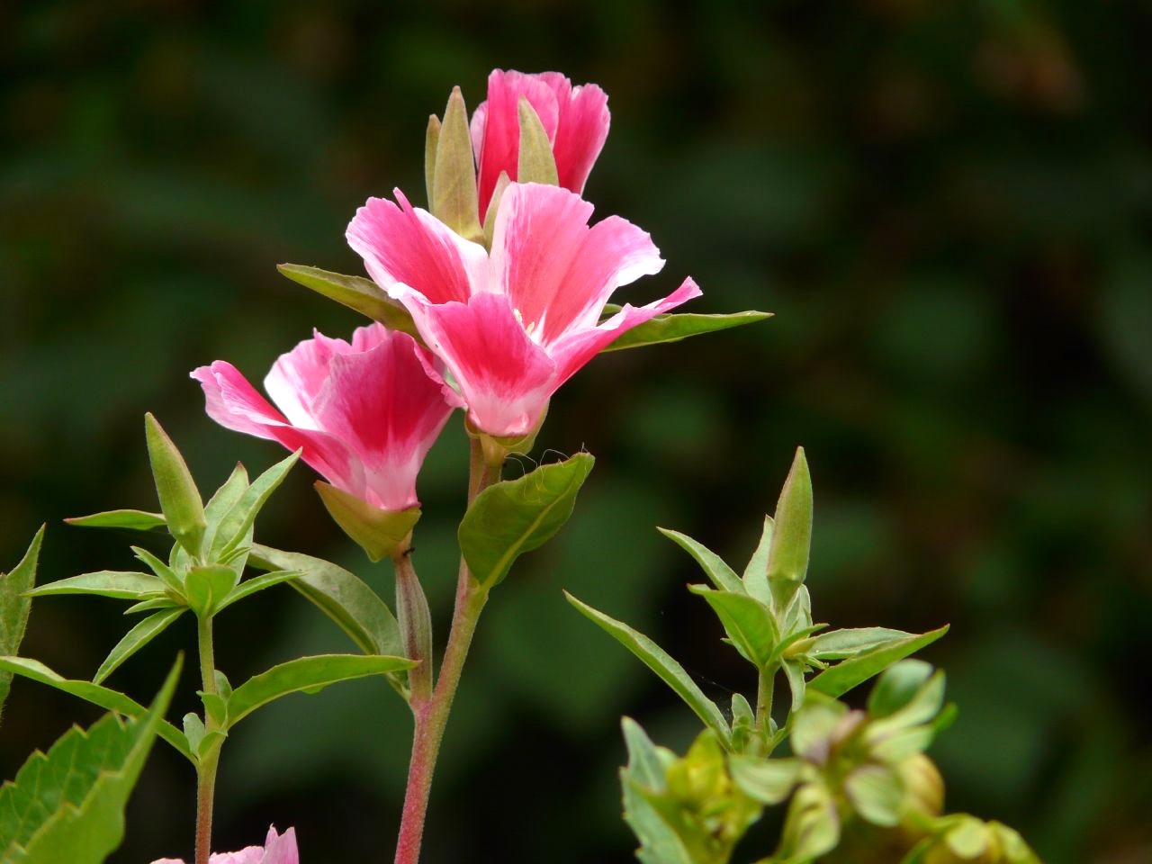 Wachsende Godetia aus Samen - wann pflanzen und wie pflegen?