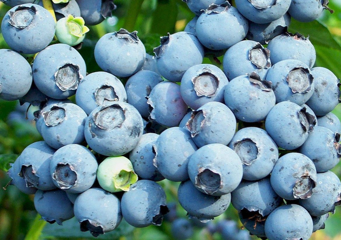 Taas na hardin blueberry Bluecrop - iba't ibang sanggunian