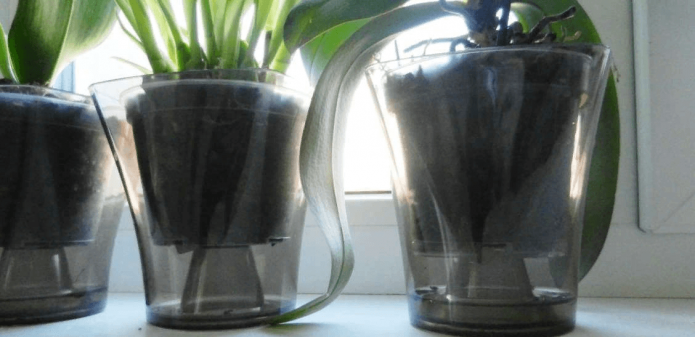 Flores em vasos em recipientes transparentes