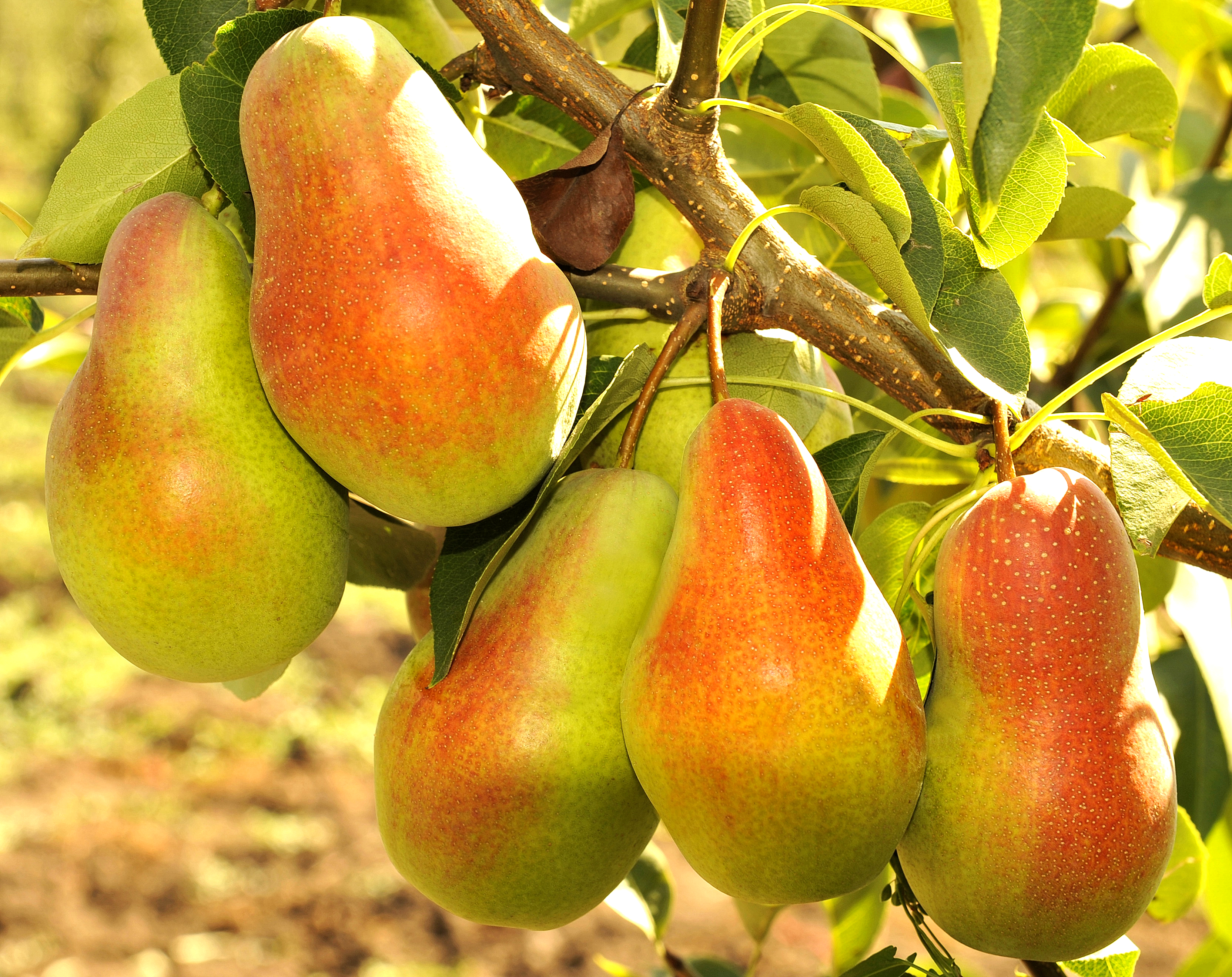 Beleza de Pear Talgar: do Cazaquistão com amor