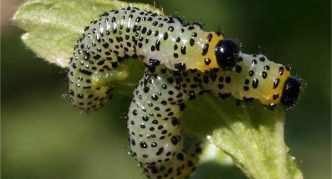 Chenilles de la tenthrède de la groseille à maquereau sur une feuille