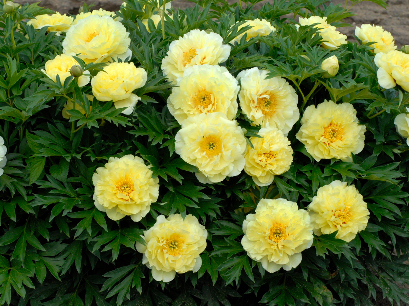 Pivoine Ito-hybride Bartzella: photo de fleurs et caractéristiques de Bartzella