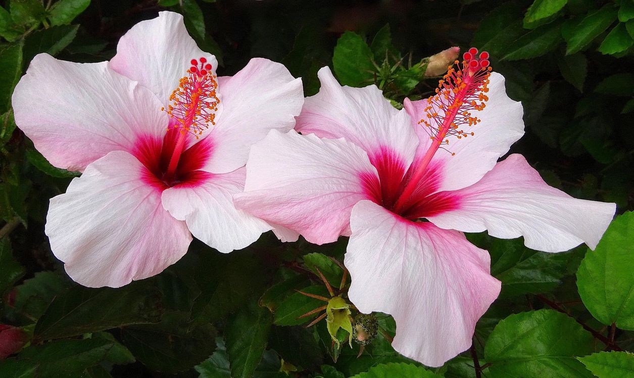 Warum Hibiskus die Blume des Todes genannt wird und sich um eine chinesische Rose kümmert