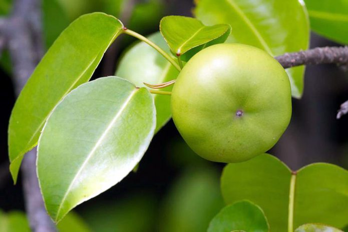 Arborele manchineel