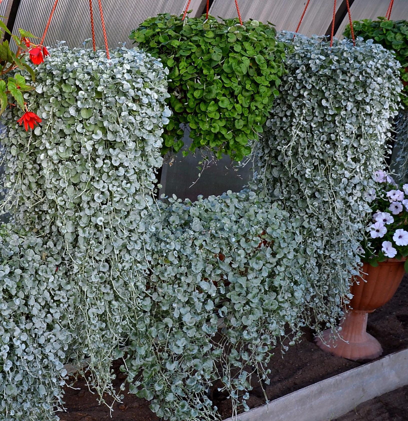 „Dichondra Emerald Falls“: auginimas iš sėklų, sodinimas ir priežiūra