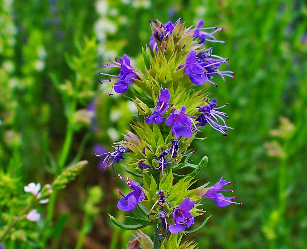 Hyssop hoặc St. John's wort xanh: mọc từ hạt, chăm sóc và ảnh