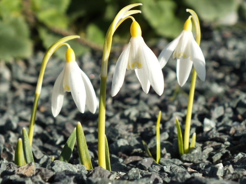 Snowdrops