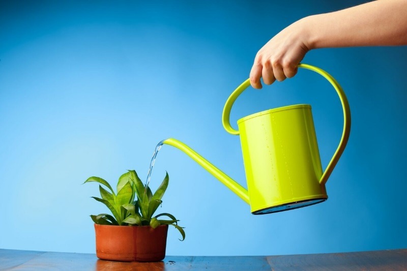 Hoe je een kamerplant water geeft zodat hij rijkelijk bloeit